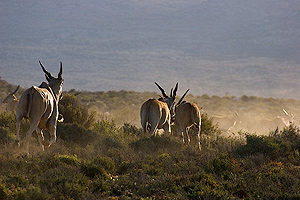 Eland in koude avondlicht